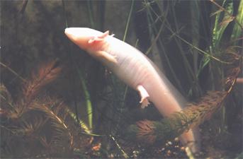 La nourriture pour - Élevage monstres d'eau douce-Axolotls