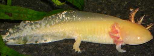 axolotl doré