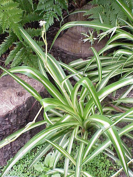 chlorophytum comosum