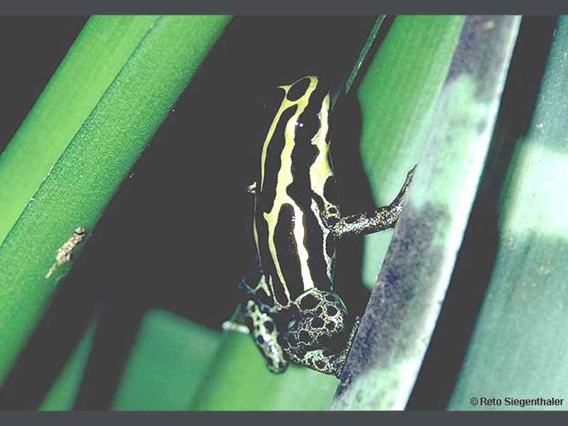 d_ventrimaculatus reto_siegenthaler