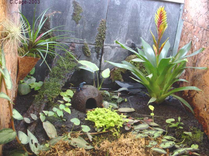 Plantes pour le terrarium –