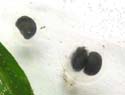 axolotl-oeuf-p-devienne-3