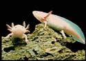 axolotl2