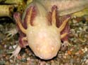 Un axolotl doré de face