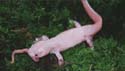 axolotl_terrestre1