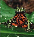 bombina2