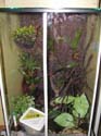 callulina_kreffti_terrarium2