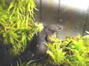 cynops3