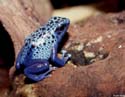 dendrobate_azureus