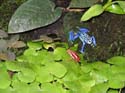dendrobates azureus et epipedobates tricolor_2