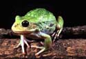 gastrotheca_riobambae_02