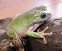 litoria_caerulea1