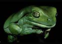 litoria_caerulea2