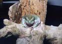 litoria_caerulea3