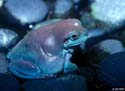 litoria_caerulea5