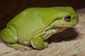 litoria_caerulea6