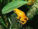 mantella_auriantica2