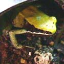 mantella_viridis2