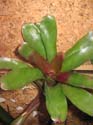 neoregelia_fireball3