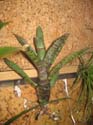 neoregelia_sp