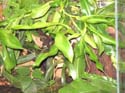 nepenthes_alata