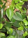 philodendron_scandens