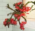 schlumbergera_buckleyi