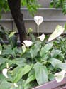 spathiphyllum_cochlearispathum