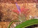 tillandsia ionantha 1