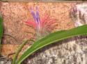 tillandsia ionantha 2