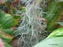 tillandsia2