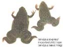 xenopus_laevi