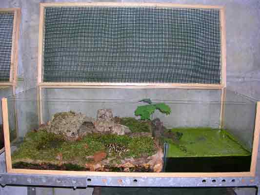 terrarium à Ambystoma tigrinum de Axolotlman